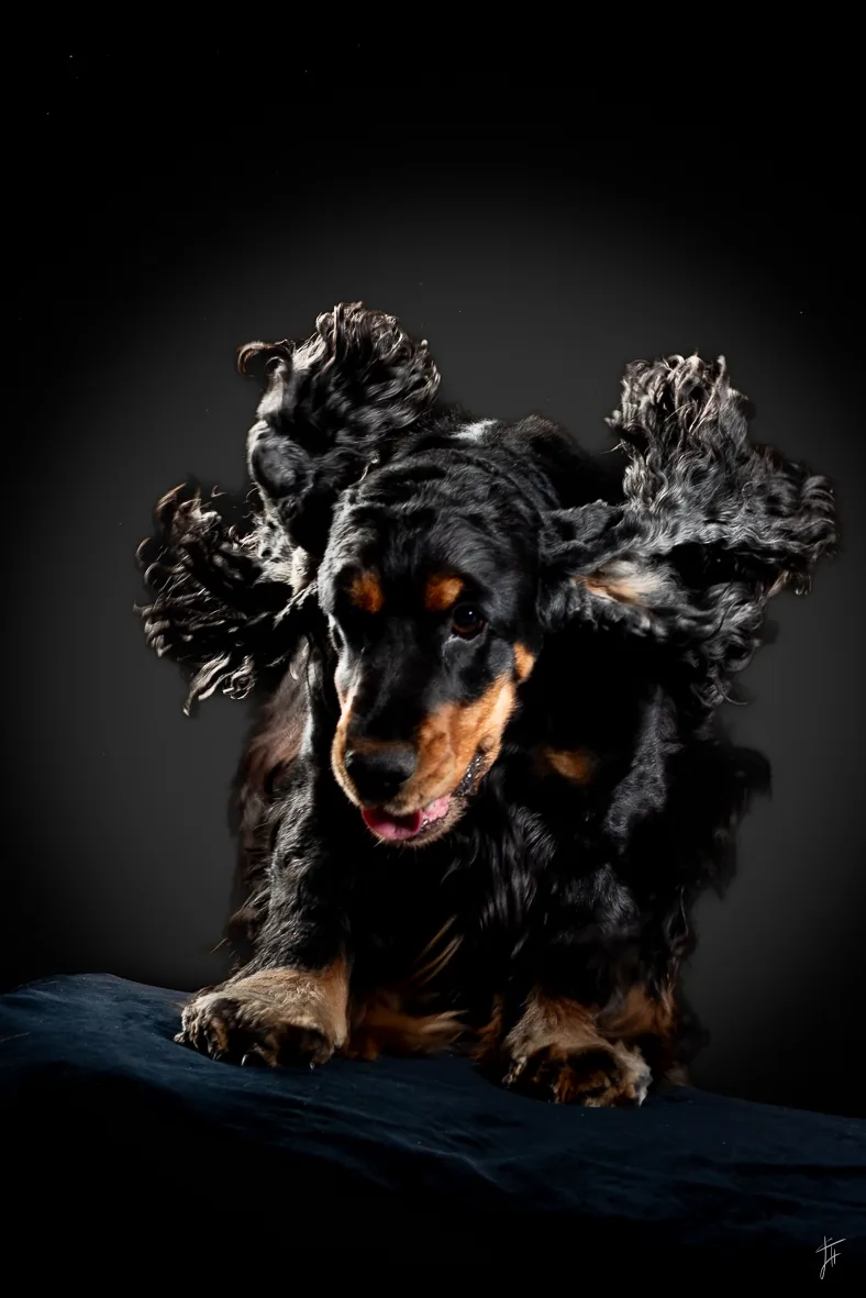 photographe chien dijon 376