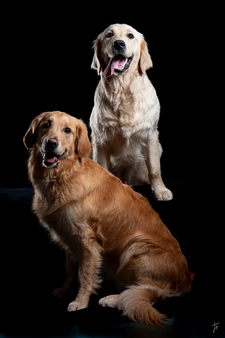 portrait chien studio 023